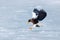 Winter scene with snow and eagle. Flying rare eagle. Steller`s sea eagle, Haliaeetus pelagicus, flying bird of prey, with blue sk