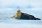 Winter scene with snow and sea animal. Bearded seal, lying sea animal on ice in Arctic Svalbard, winter cold scene with ocean, dar