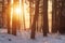 Winter scene in sunlight. Sunrise in winter snowy forest. Idyllic nature in vivid sunshine. Bright sun rise in woodland