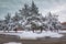 Winter Scene of Trees Covered in Snow