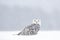 Winter scene with white owl. Snowy owl, Nyctea scandiaca, rare bird sitting on the snow, snowflakes in wind, Manitoba, Canada. Wil