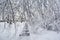 Winter scenery. Beautiful winter park path covered snow. Early frosty morning in the park