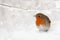 Winter scenery with European Robin bird sitting in the snow within a snowfall