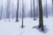 Winter scenery in the forest with birch trees and fog