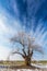 Winter scenery with frost cover tree