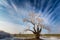 Winter scenery with frost cover tree