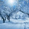 Winter scenery, frosty trees