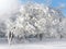 Winter scenery, frosty trees