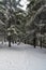 Winter scenery woth spruce trees and snowcapped hiking trail in Moravskoslezske Beskydy mountains in Czech republic