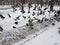 Winter season. Flying pigeons. Park in the snow. Landscape in the park with birds.