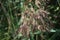 Winter seed pods on Broom tree