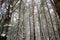 Winter Serenity: Tall, Thin Pine Trees Standing Proud in a Coniferous Forest