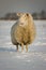 Winter sheep in snow