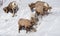 winter shot of a flock of bighorn rams feeding on bushes in yellowstone national park