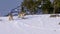 winter shot of three coyotes feeding on the bones of a carcass in yellowstone