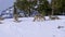 winter shot of two coyotes feeding and one walking at yellowstone