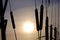 Winter silhouettes of plants cattails against the background of the setting sun winter sky winter period