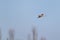 Winter skies and bird of prey Kestrel Falco tinnunculus in flight