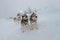 Winter Sled dog racing musher and husky. Sled dog racing alaskan malamute snow winter competition race.