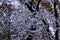 Winter Snow on an Aggregate of Reaching Branches in Fall