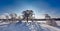 Winter snow backlight shadow birch trees, High Fens, Belgium