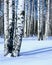 Winter snow birch forest, vertical