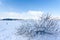 Winter snow branches bush, High Fens, Belgium