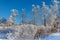 Winter snow branches bush, High Fens, Belgium