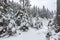 Winter snow covered fir trees on mountainside blue sky