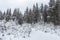 Winter snow covered fir trees on mountainside blue sky