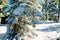 Winter snow covered fir trees on mountainside on blue sky background