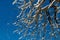 Winter snow covered fir trees on mountainside on blue sky background