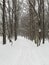 Winter snow covered foliar forest