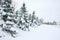 Winter: Snow Covered street, trees and houses