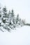 Winter: Snow Covered Tree Branches, Outdoors