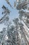 Winter snow covered treetops against the blue sky. Eston