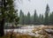 Winter snow falling in the forest near Lassen National Park, California, US