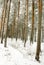 Winter, snow, in the forest