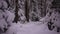Winter snow forest. Big snowdrifts in the Russian forest, frost and snowy weather.