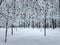 Winter, snow forest, snowdrift, snow branches, trees in the snow