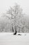 Winter in the snow forest. Solitary tree in winter, snowy landscape with snow and fog, foggy forest in the background. Cold winter