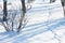 winter snow frost drifts traces on the snow path in the park among the bushes and trees