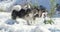 Winter, snow and iceland with dogs, playing and malamute in outdoor, pets and playful together. Animals, mountain and