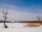 Winter snow landscape with lonely tree