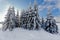 Winter snow landscape, pine trees, High Fens, Belgium