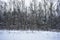 Winter snow mixed forest. Cloudy sky. Birch grove. There is snow and ice on the branches