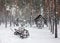 Winter snow pine forest landscape with wooden cart and shed during snowfall. Christmas and New Year concept.