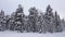 Winter snow on pine trees in Are Valadalen in Jamtland in Sweden