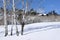 Winter snow with rolling hills, aspens and large homes