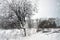 Winter snow rustic lonely tree